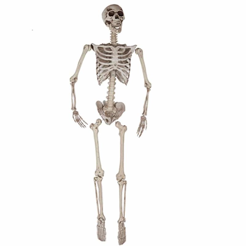 Esquelet 165cm.
